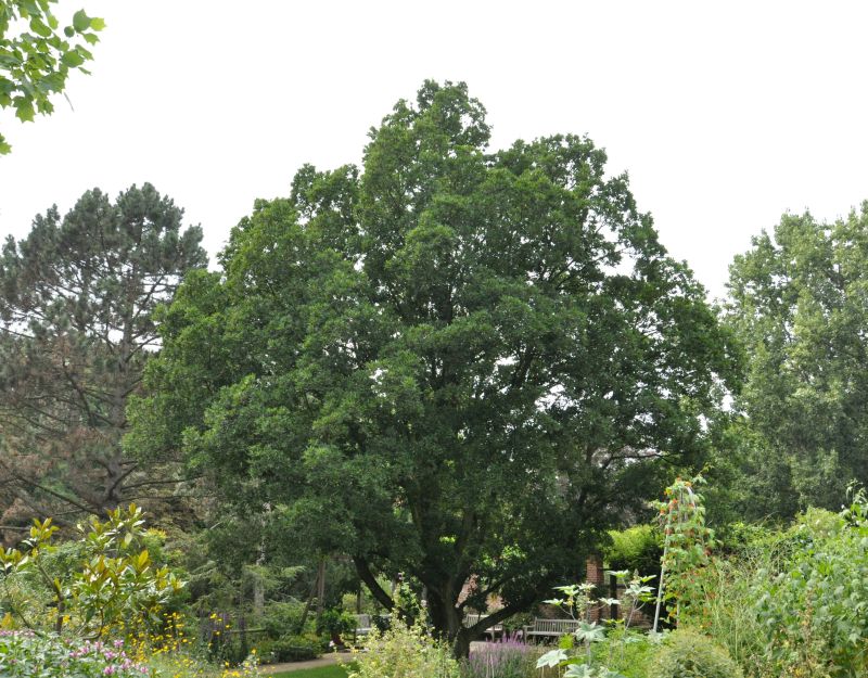 Wintergrüne Eiche - Quercus turneri 'Pseudoturneri'