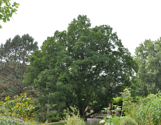 Wintergrüne Eiche - Quercus turneri 'Pseudoturneri'