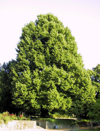 Winterlinde - Tilia cordata