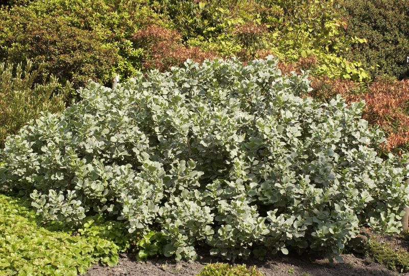 Wollweide - Salix lanata