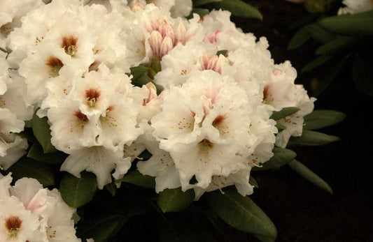 Yaku-Rhododendr.'Bohlken's Snow Fire' ® - Rhododendron yak.'Bohlken's Snow Fire' ®
