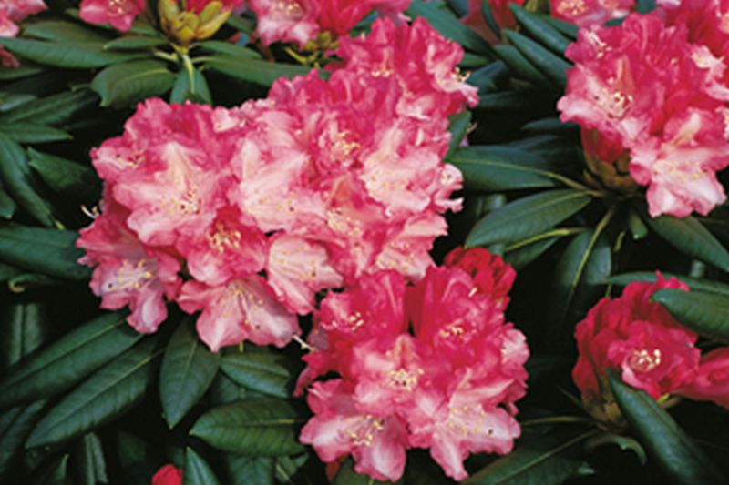 Yaku-Rhododendron 'Anilin' - Rhododendron yakushimanum 'Anilin'