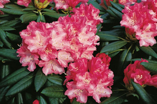Yaku-Rhododendron 'Anilin' - Rhododendron yakushimanum 'Anilin'