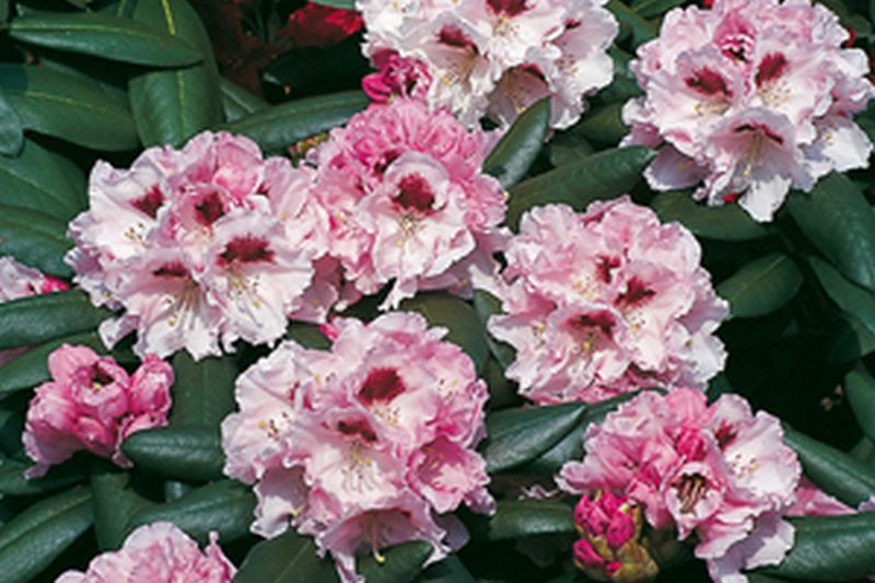 Yaku-Rhododendron 'Annika' - Rhododendron yakushimanum 'Annika'