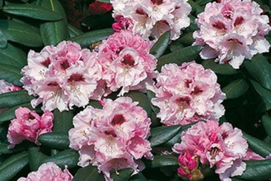 Yaku-Rhododendron 'Annika' - Rhododendron yakushimanum 'Annika'
