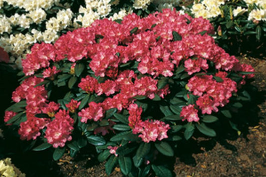 Yaku-Rhododendron 'Anuschka' - Rhododendron yakushimanum 'Anuschka'