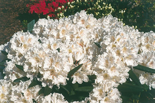 Yaku-Rhododendron 'Blankenese' - Rhododendron yakushimanum 'Blankenese'