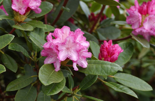 Yaku-Rhododendron 'Blurettia' - Rhododendron yak.'Blurettia'