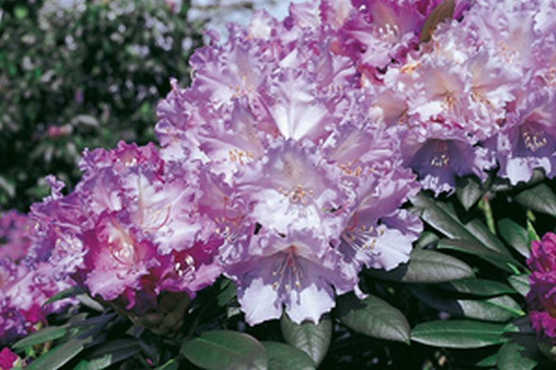 Yaku-Rhododendron 'Caroline Allbrook' - Rhododendron yakushimanum 'Caroline Allbrook'