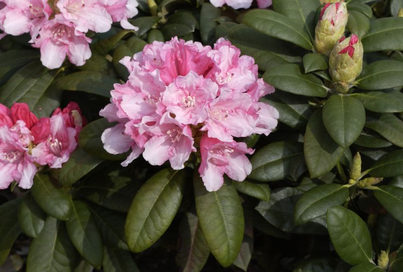 Yaku-Rhododendron 'Colibri' - Rhododendron yak.'Colibri'