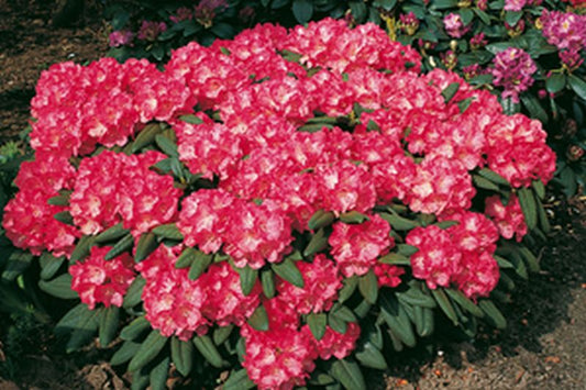 Yaku-Rhododendron 'Daniela' - Rhododendron yakushimanum 'Daniela'