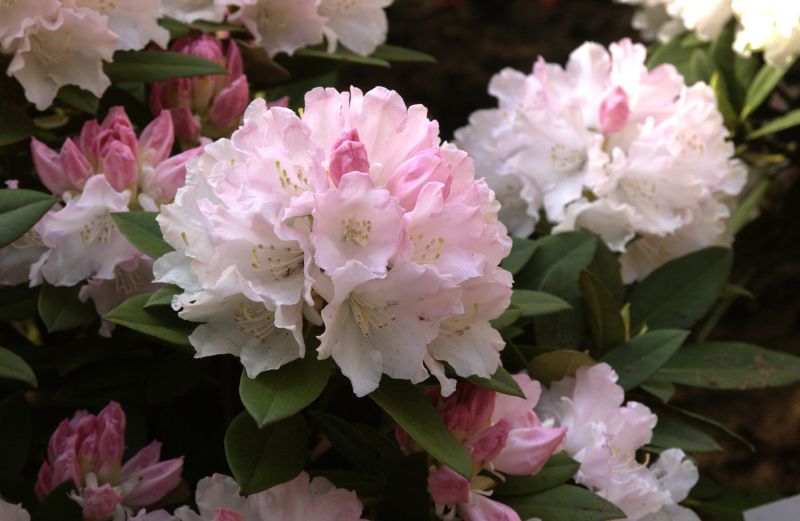 Yaku-Rhododendron 'Dreamland' - Rhododendron yak.'Dreamland'