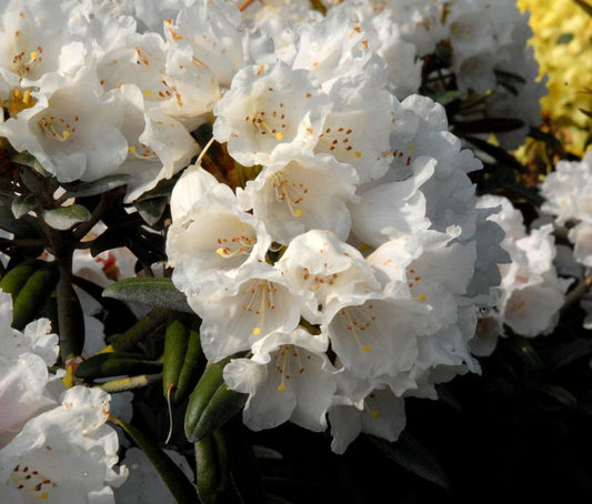 Yaku-Rhododendron 'Edelweiß' - Rhododendron yakushimanum 'Edelweiß'