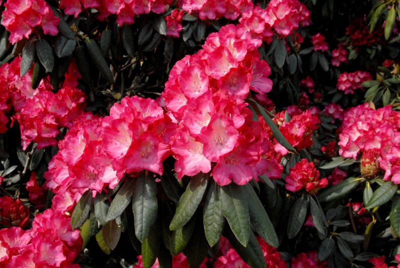 Yaku-Rhododendron 'Fantastica' - Rhododendron yakushimanum 'Fantastica'
