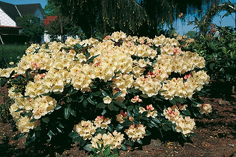 Yaku-Rhododendron 'Flava' - Rhododendron yakushimanum 'Flava'