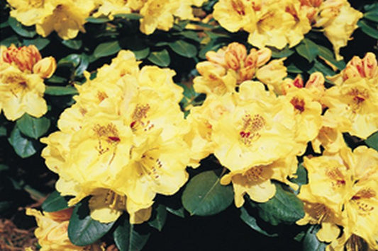 Yaku-Rhododendron 'Goldprinz' ® - Rhododendron yakushimanum 'Goldprinz' ®