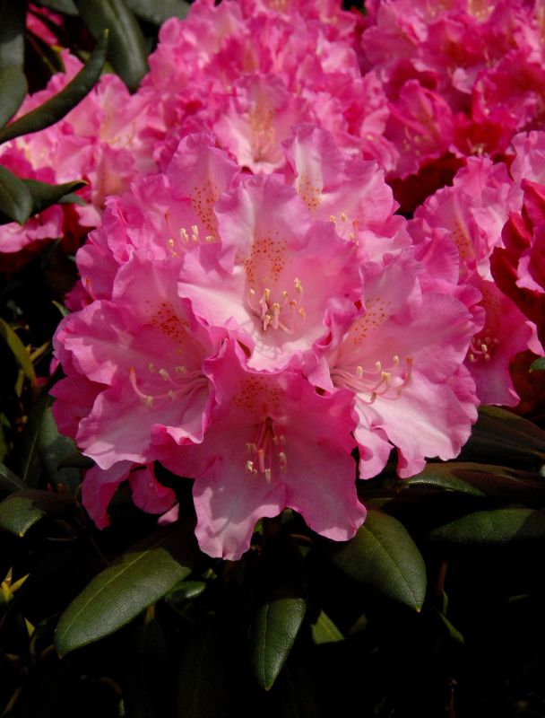 Yaku-Rhododendron 'Kalinka' - Rhododendron yakushimanum 'Kalinka'