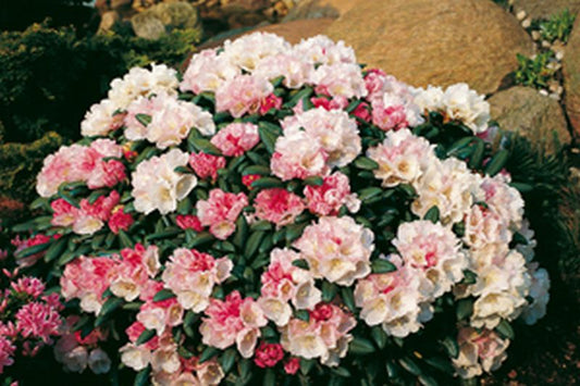 Yaku-Rhododendron 'Koichiro Wada' - Rhododendron yakushimanum 'Koichiro Wada'