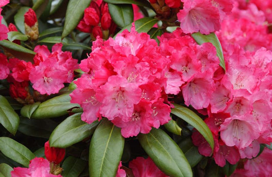 Yaku-Rhododendron 'Morgenrot' - Rhododendron yakushimanum 'Morgenrot'