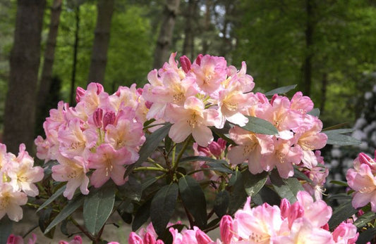 Yaku-Rhododendron 'Percy Wiseman' - Rhododendron yak.'Percy Wiseman'