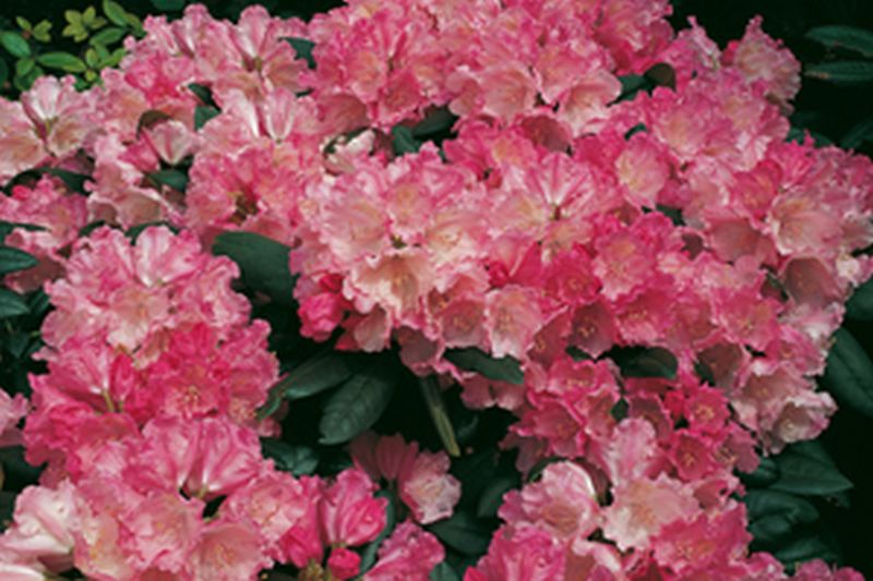 Yaku-Rhododendron 'Polaris' - Rhododendron yakushimanum 'Polaris'