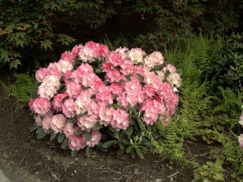 Yaku-Rhododendron 'Rendezvous' - Rhododendron yak.'Rendezvous'