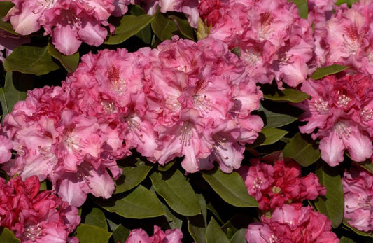 Yaku-Rhododendron 'Tina Heinje' - Rhododendron yak.'Tina Heinje'