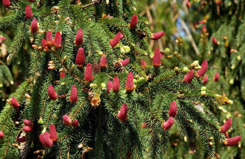 Zapfenfichte - Picea abies 'Acrocona'