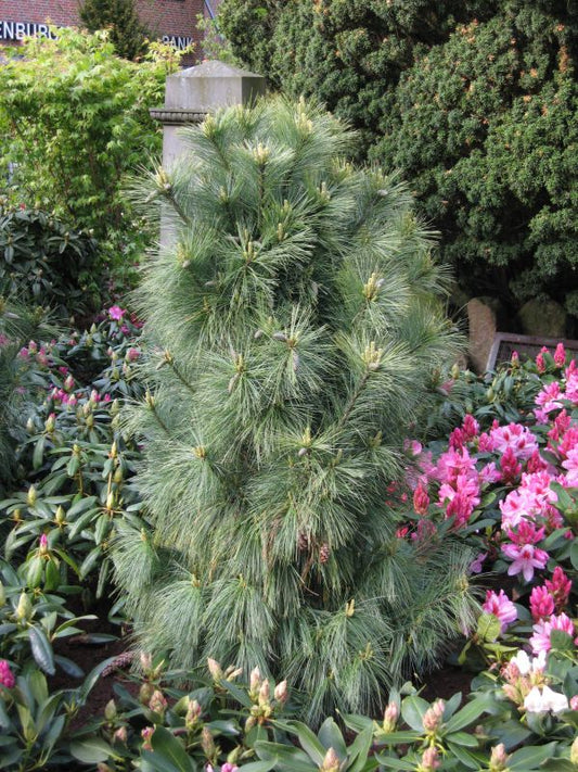 Zapfenkiefer 'Wiethorst' - Pinus schwerinii 'Wiethorst'