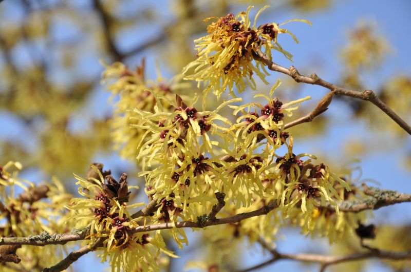 Zaubernuss 'Primavera' - Hamamelis intermedia 'Primavera'