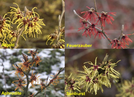 Zaubernuss in Sorten - Hamamelis intermedia in Sorten