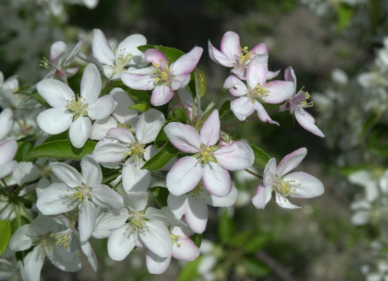 Zierapfel 'Adirondack' - Malus 'Adirondack' CAC