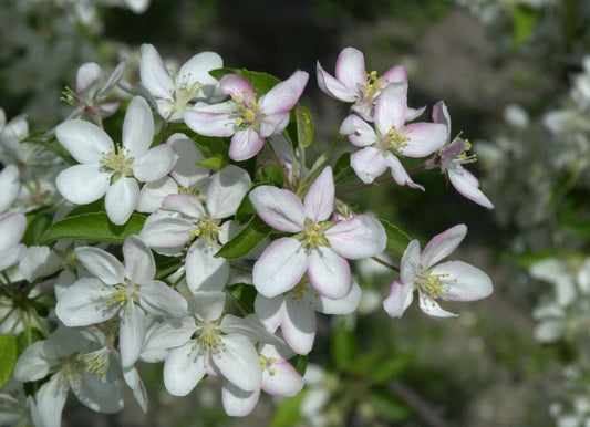 Zierapfel 'Adirondack' - Malus 'Adirondack' CAC