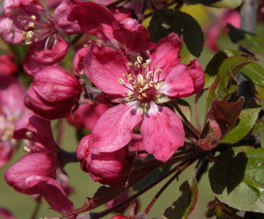 Zierapfel 'Almey' - Malus 'Almey' CAC
