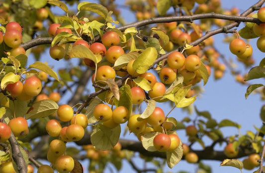 Zierapfel 'Butterball' - Malus 'Butterball' CAC