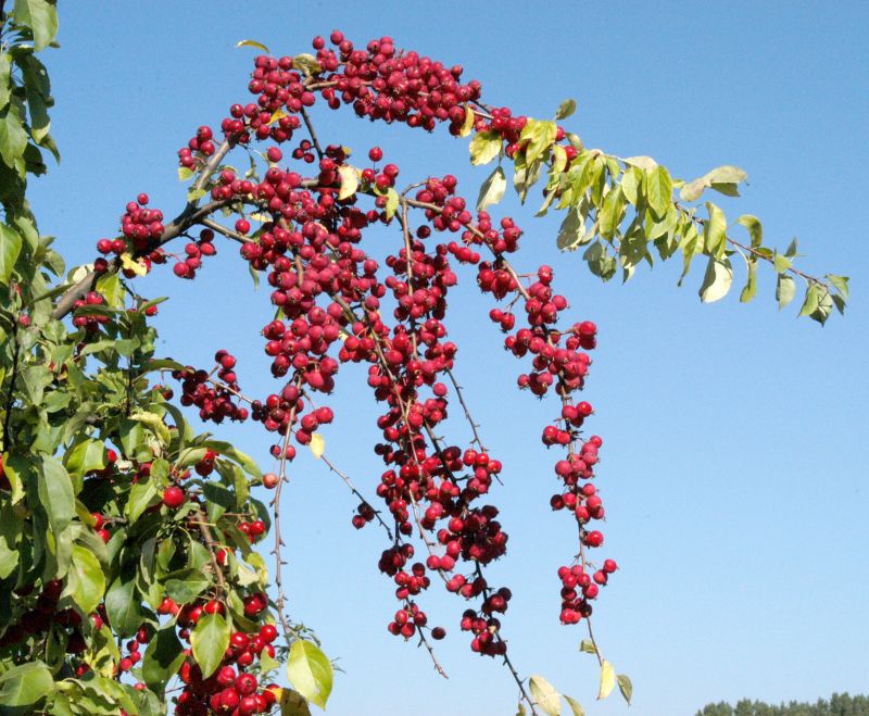 Zierapfel 'Calocarpa' - Malus 'Calocarpa' CAC