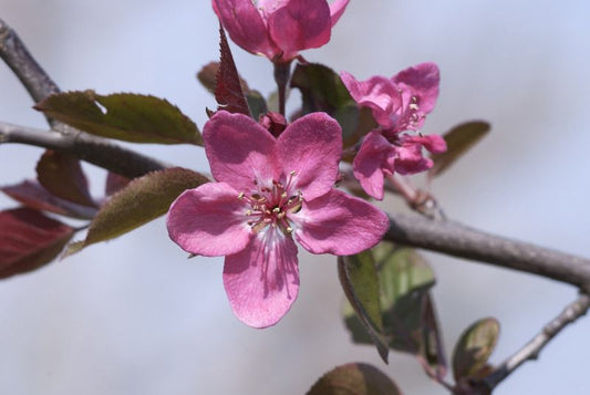Zierapfel 'Crimson Brilliant' - Malus 'Crimson Brilliant' CAC