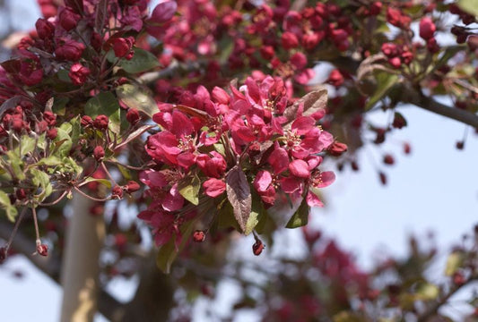 Zierapfel 'Profusion' - Malus 'Profusion' CAC