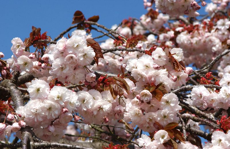 Zierkirsche 'Shirofugen' - Prunus serrulata 'Shirofugen' CAC