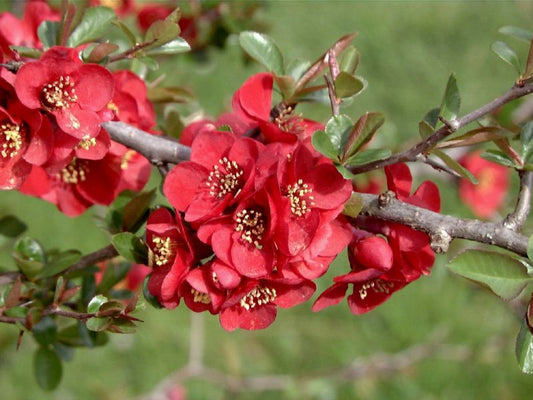Zierquitte 'Hollandia' - Chaenomeles 'Hollandia'