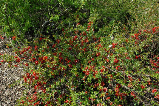 Zierquitte 'Orange Star' - Chaenomeles 'Orange Star'