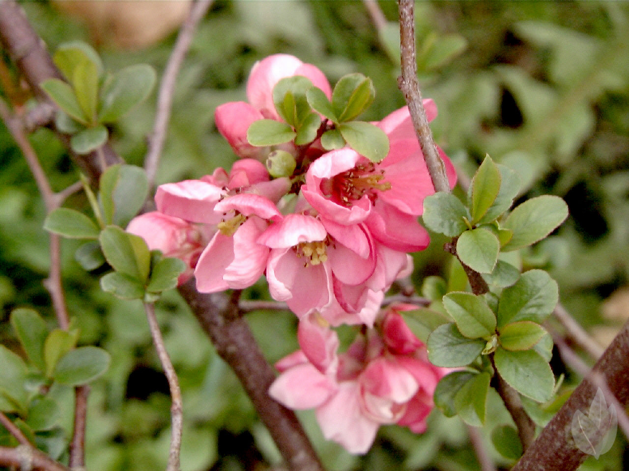 Zierquitte 'Pink Lady' - Chaenomeles 'Pink Lady'