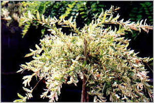 Zierweide 'Hakuro Nishiki' / Harlekinweide - Salix integra 'Hakuro Nishiki'