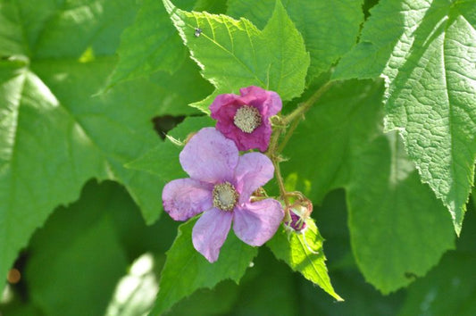 Zimthimbeere - Rubus odoratus