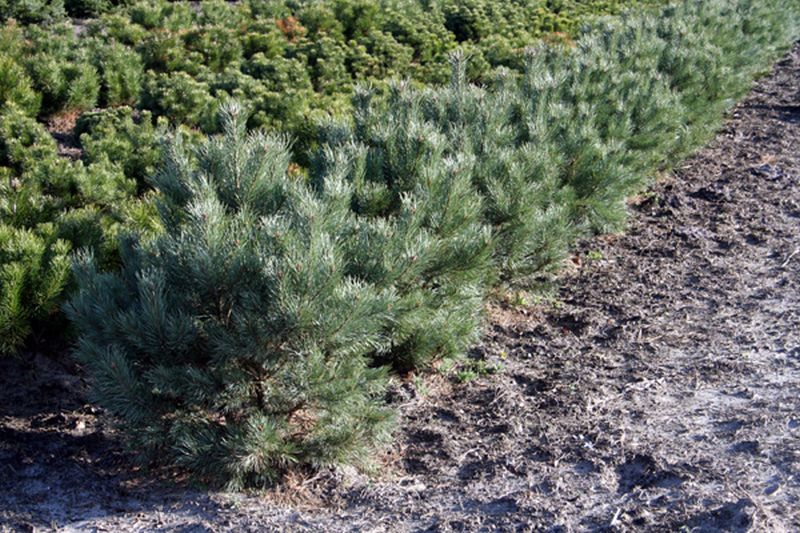 Zirbelkiefer - Pinus cembra