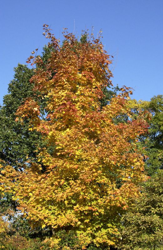 Zuckerahorn - Acer saccharum