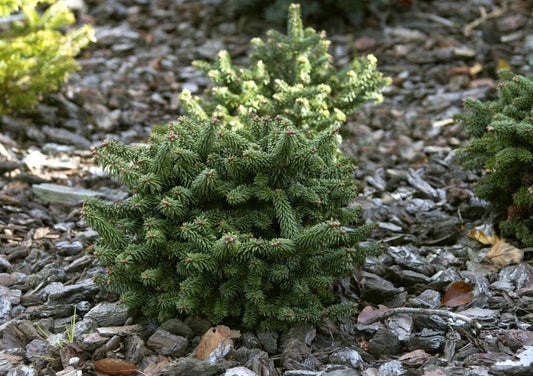 Zwerg-Balsamtanne 'Piccolo' - Abies balsamea 'Piccolo'