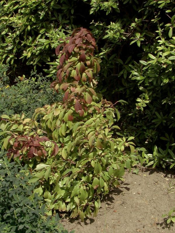 Zwerg-Duftschneeball 'Nanum' - Viburnum farreri 'Nanum'