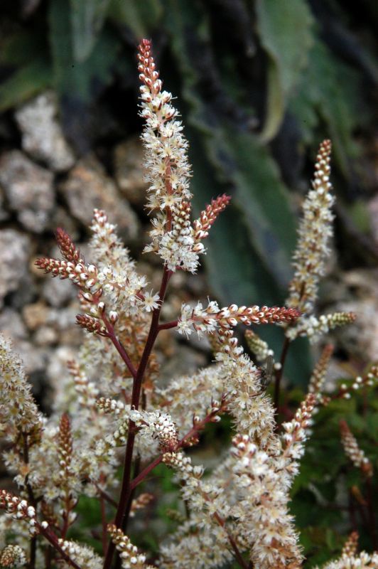 Zwerg-Geißbart - Aruncus aethusifolius