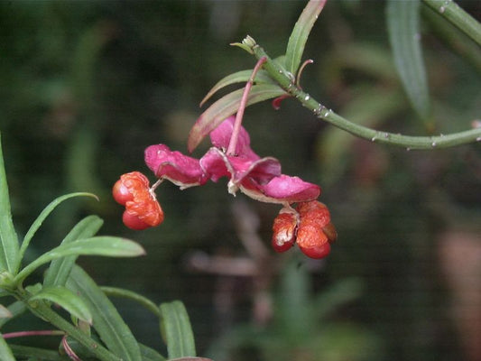 Zwerg-Spindelstrauch - Euonymus nanus turkestanicus